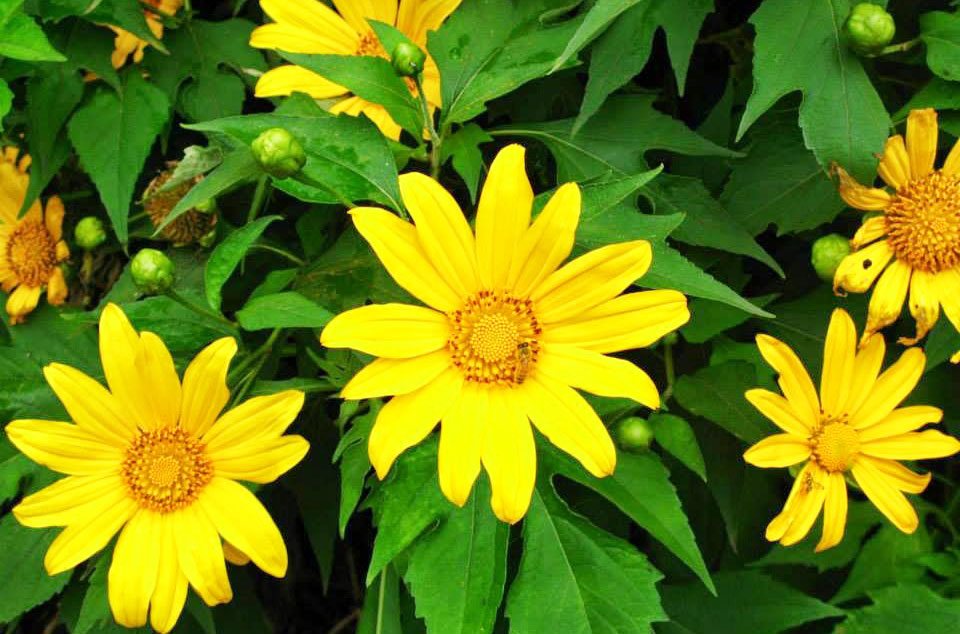 Những cung đường ngắm hoa dã quỳ Đà Lạt