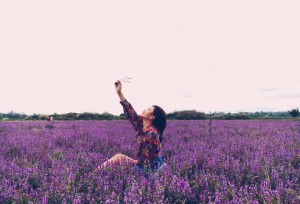 canh-dong-hoa-tim-gay-sot-o-dak-lak3